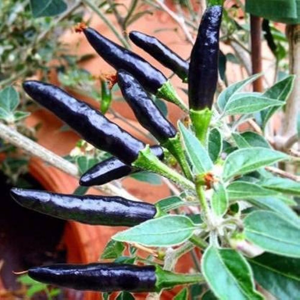 Black (pepper Piper nigrum Cobra) for planting in garden